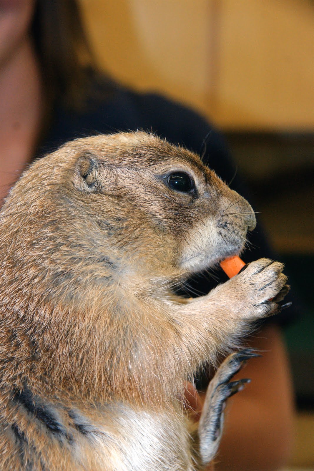 Nature Works Photography: Zoo to You animals