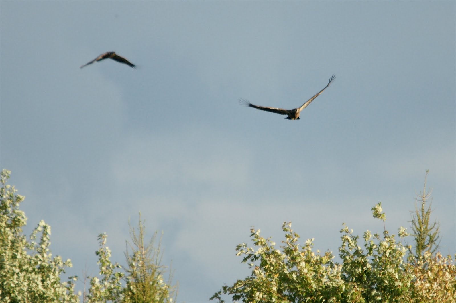 Bald Eagle Family, 2010: Young eaglets in flight together
