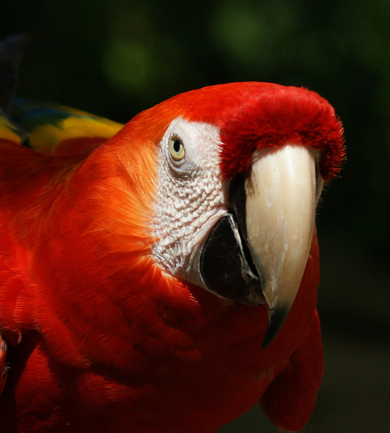 Nature Works Photography: Birds in Jamaica