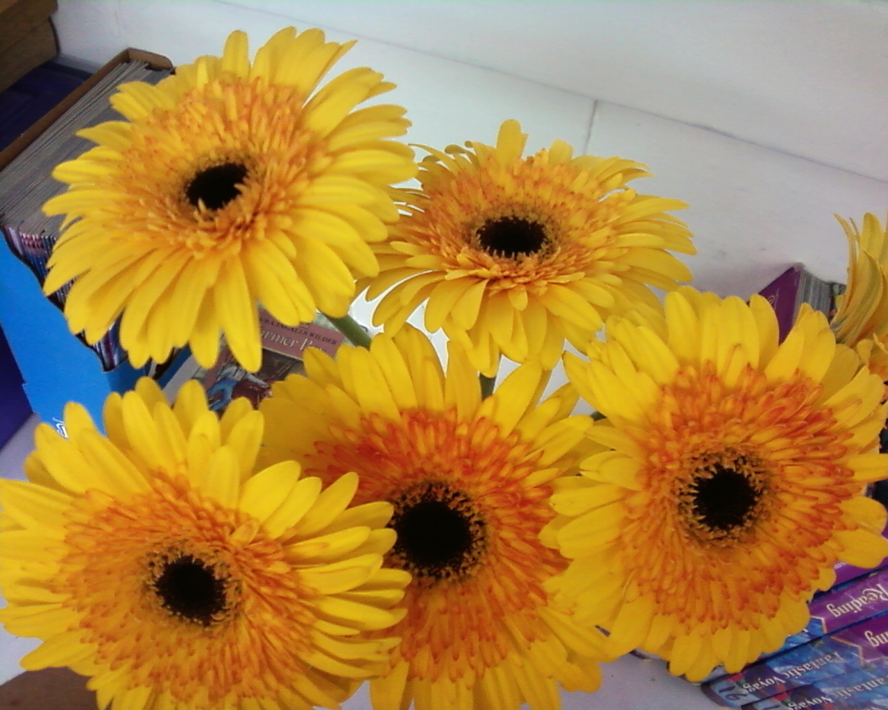 [Yellow+flowers.jpg]