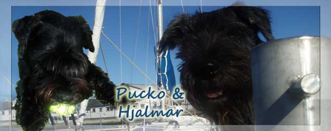 Hundliv med Pucko och Hjalmar