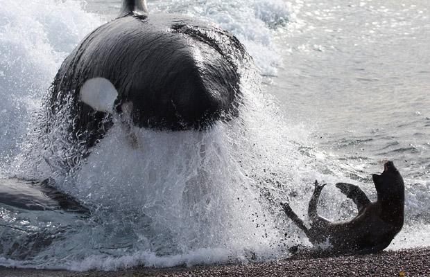Seal pup escapes a killler whale attack