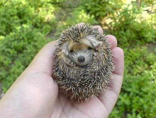cute baby hedgehog