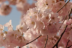 pink yoshino blossom