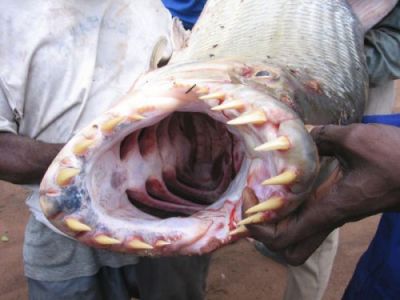 Jaw of the tiger fish