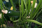 Home Grown Zucchini