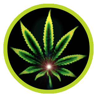 Pengedar Ganja ala Ketengan DI Sibuhuan Diringkus Ganja Pengedar Ganja ala Ketengan DI Sibuhuan Diringkus
