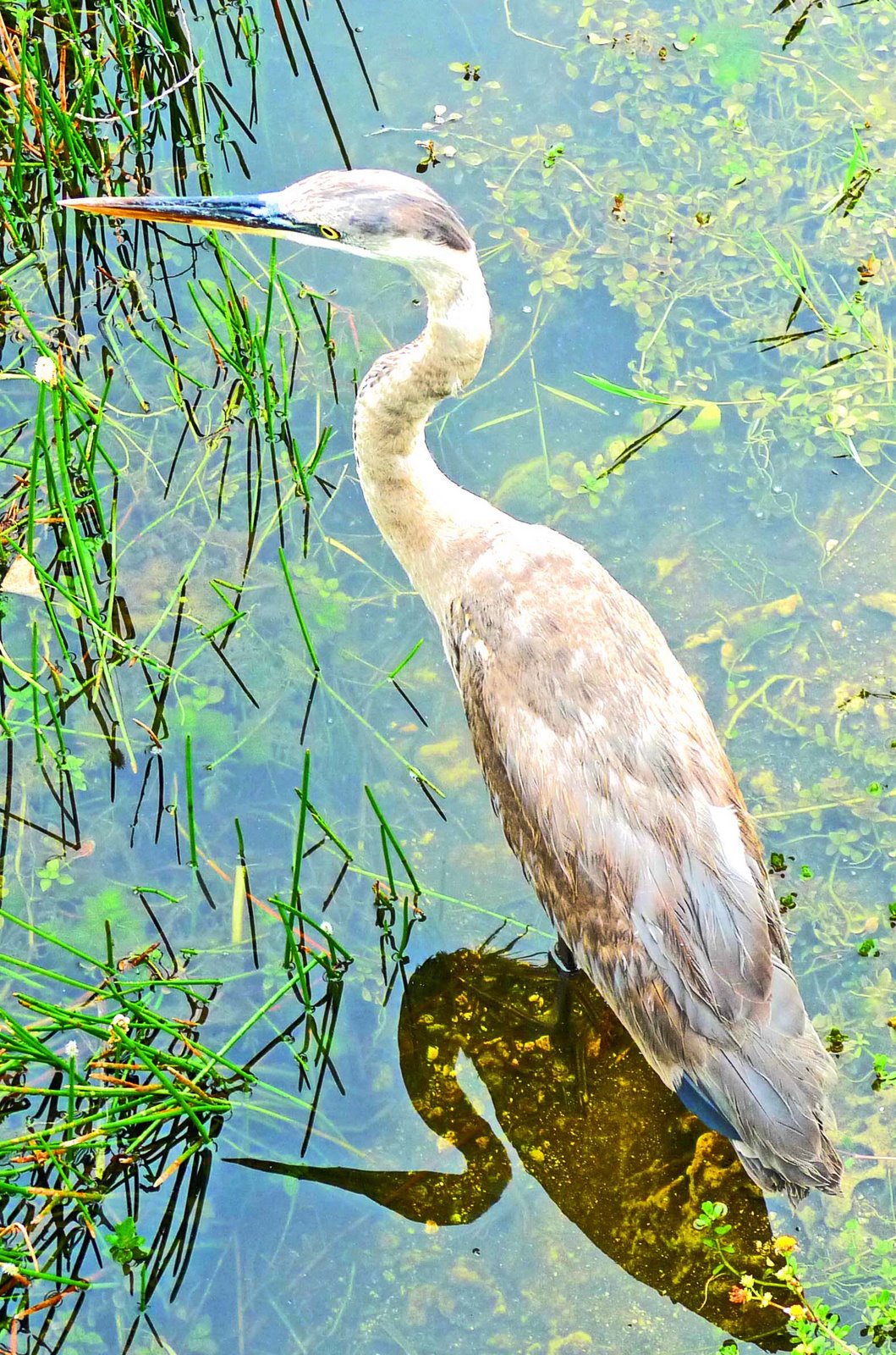 pepper spray ENDANGERED Blue Heron