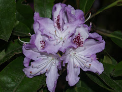 The Rhododendron List