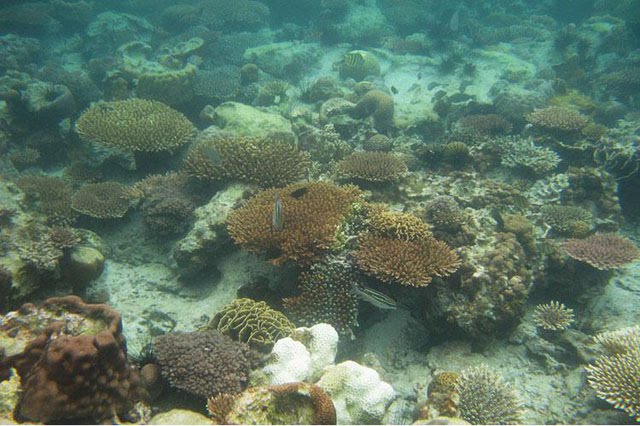 terumbu_karang