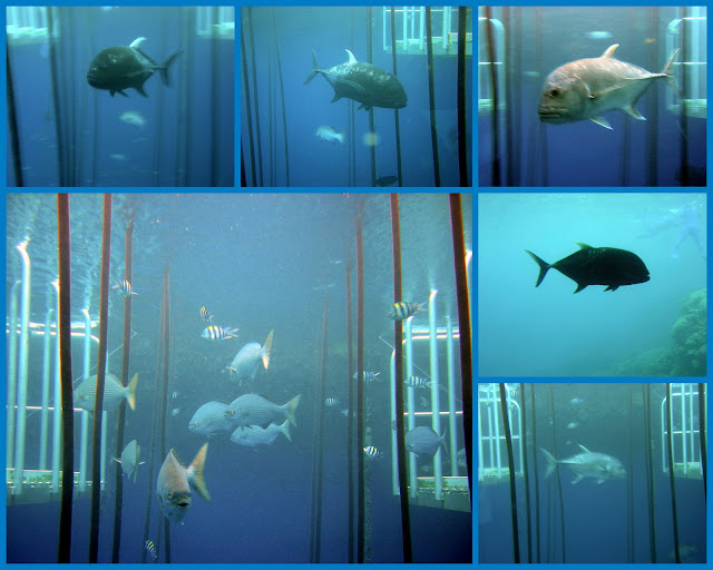 Tropical Far North Queensland 29. Great Barrier Reef Fish Feeding