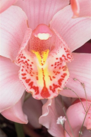 [default_araki_interv_04_0706281452_id_59465.jpg]