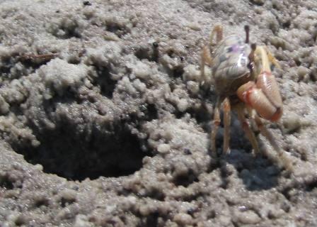 [wcrabs+005.jpg]