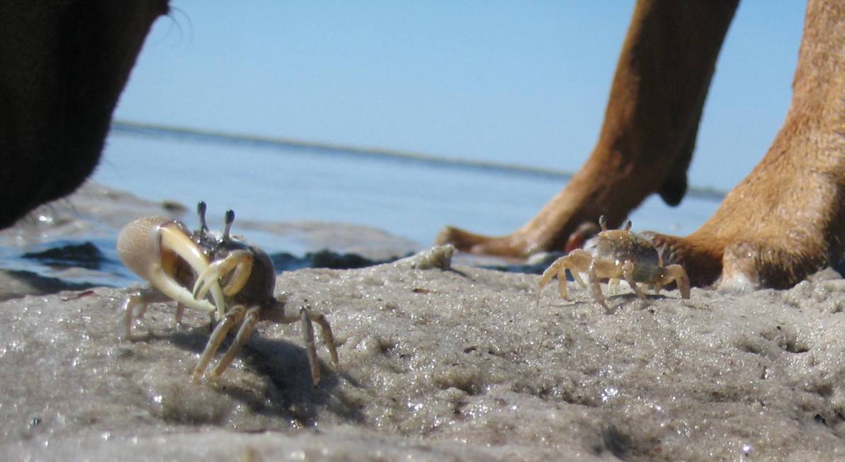 [wcrabs+016.jpg]
