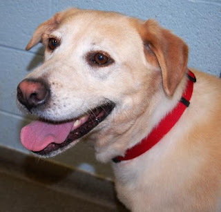 Deaf Animals: January 2011