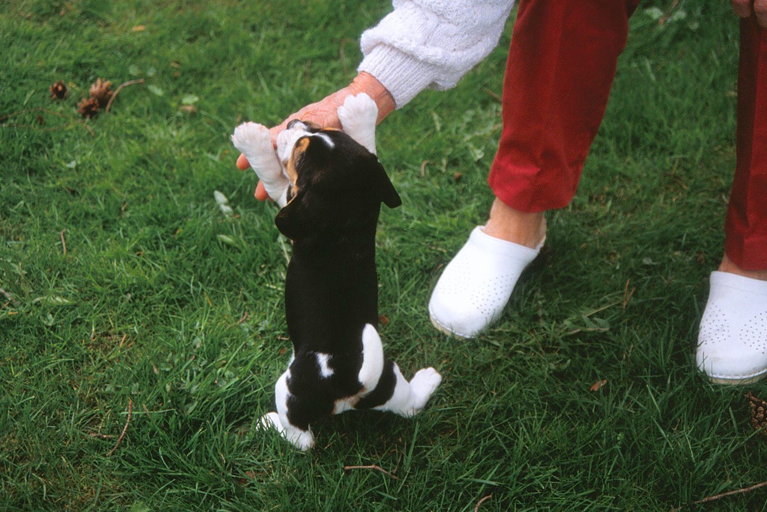 Hur Räknar Man Hundår Staffans tankar om lite av varje: mars 2010