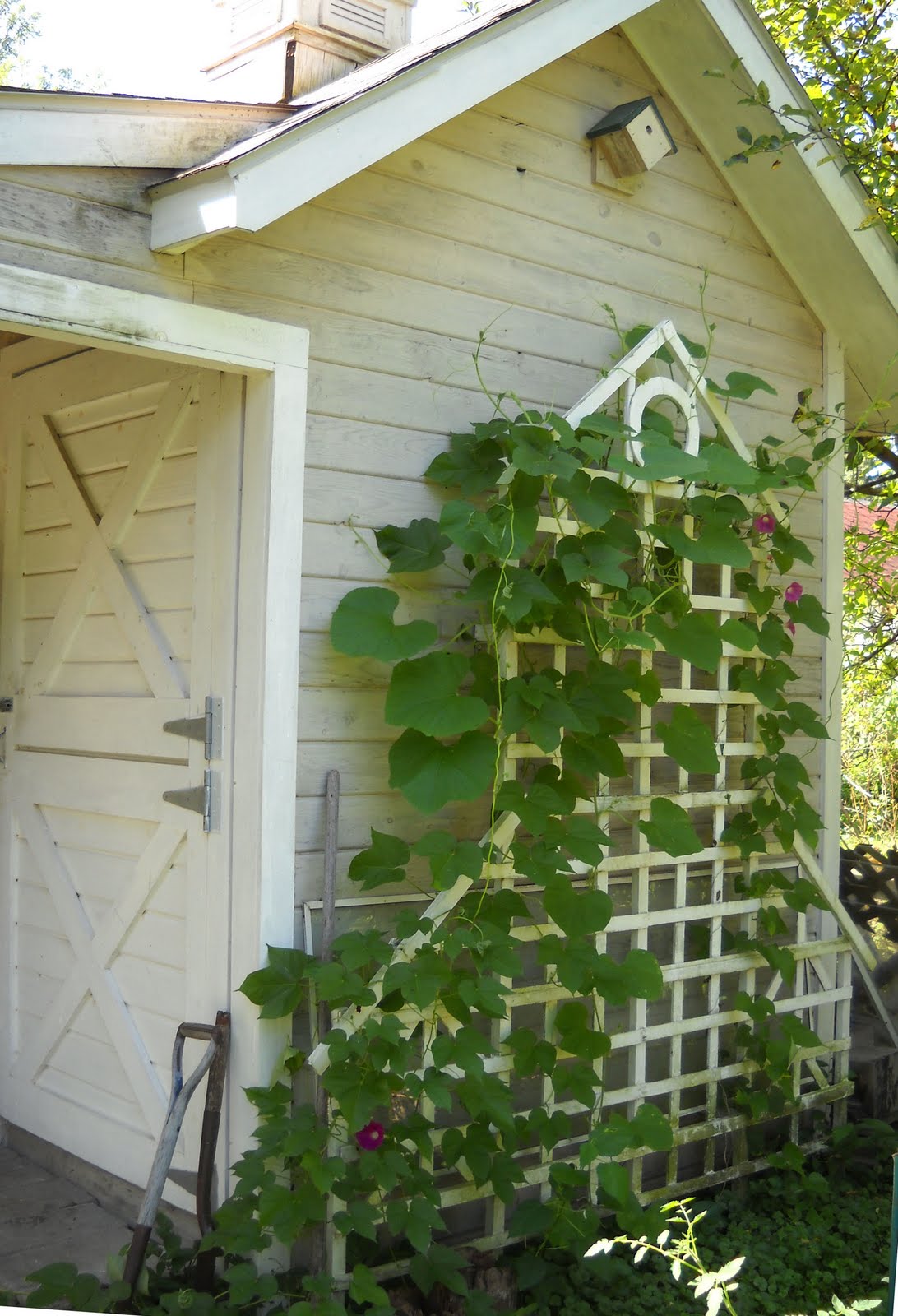 Larry's Creative Zone Vines and trellis..........