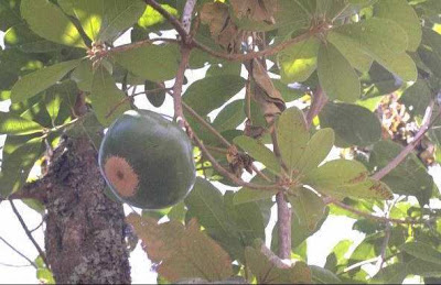 Peru Food: For The Love Of ... Lúcuma