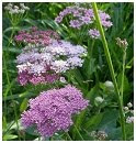 Anise herb image