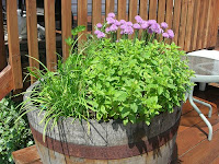Culinary Herbs Culinary herbs photo
