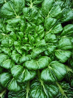 English Mustard Herb English mustard photo