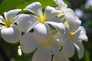 Garden Plant Garden Plant image