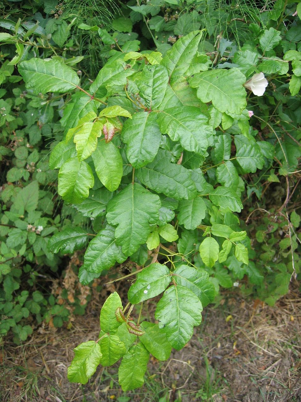 MacQue Poison Ivy, Poison Ivy...Late At Night While You're Sleeping...