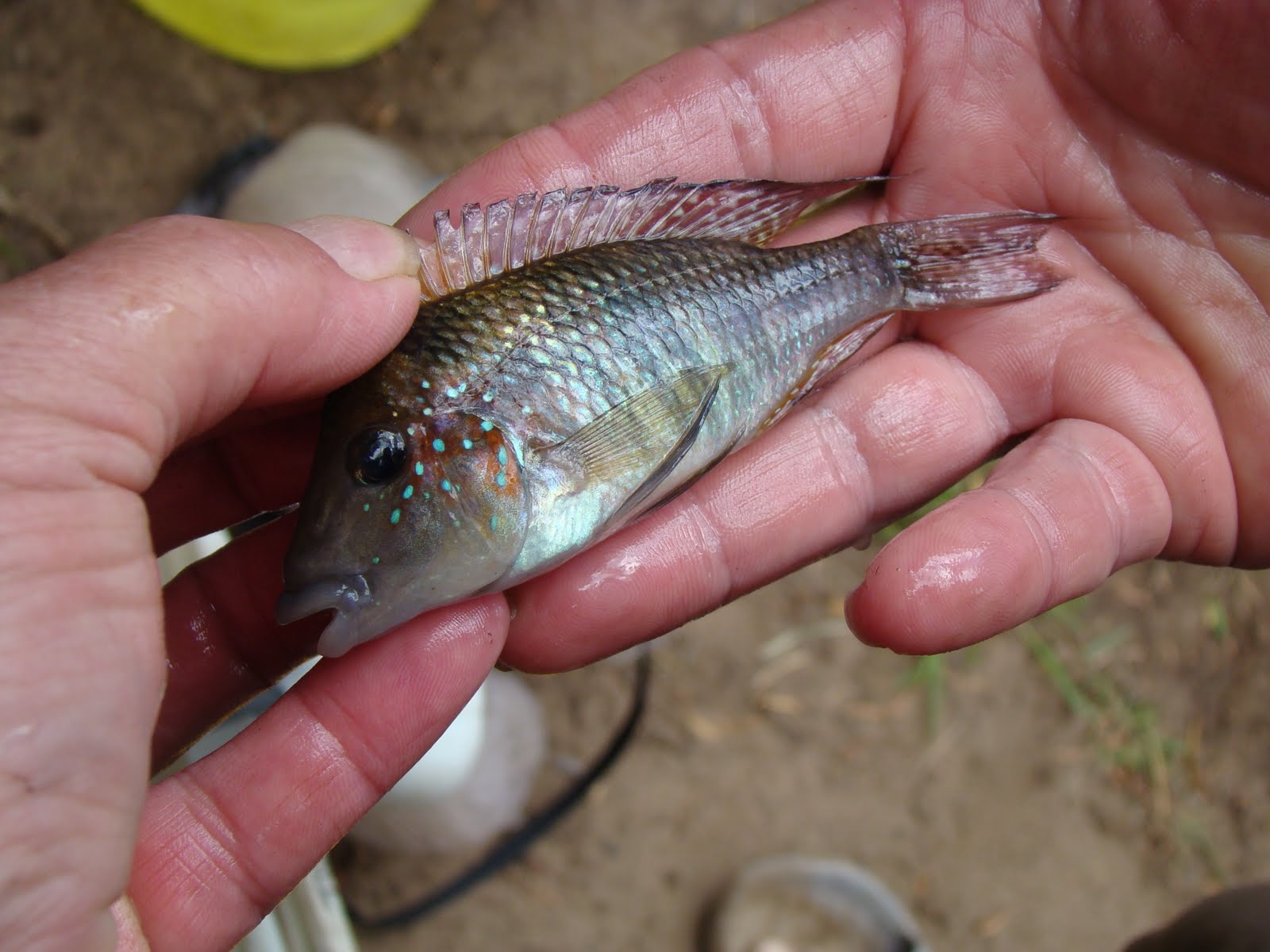 Edward D. Burress Fishes of the genus Gymnogeophagus