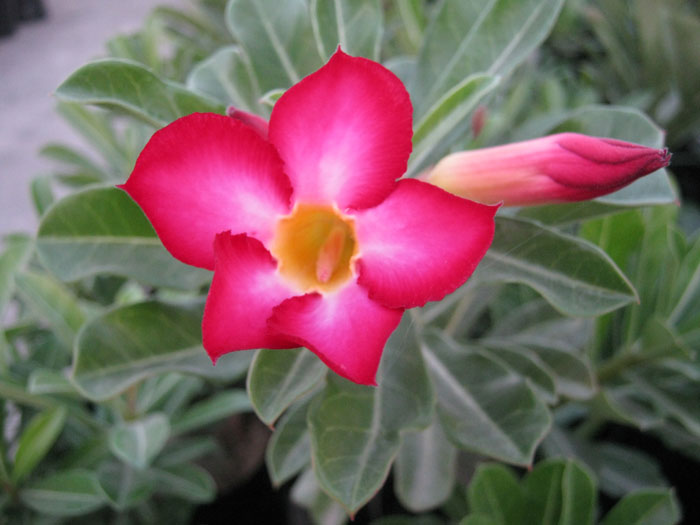 Rose Desert Rajasthan Bonsai Adenium Plant Rose Desert Rajasthan Bonsai Adenium Plant