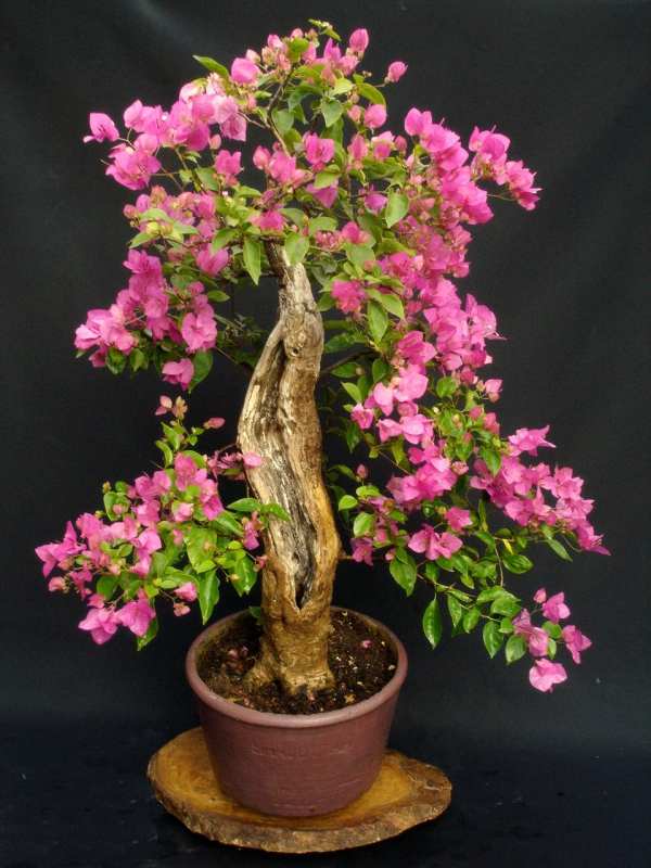 Bonsai Indian Tree Indian Bonsai The twin brothers Guava tree