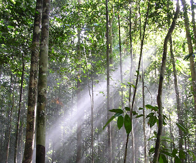 Besties Project Kepentingan Hutan  di Malaysia