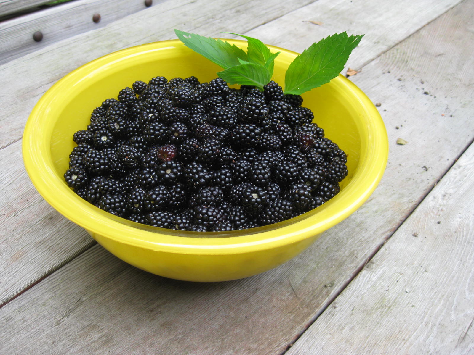 Reluctant Rebel Blackberries