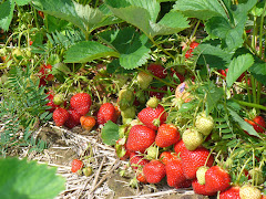 Schlosser Strawberries