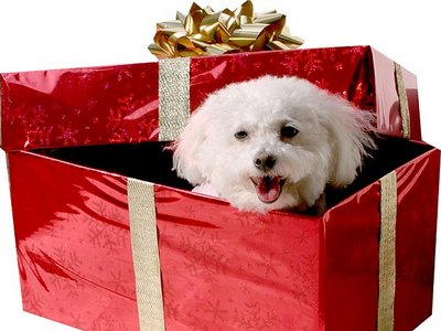 perrito-caja-navidad-regalo1.jpg