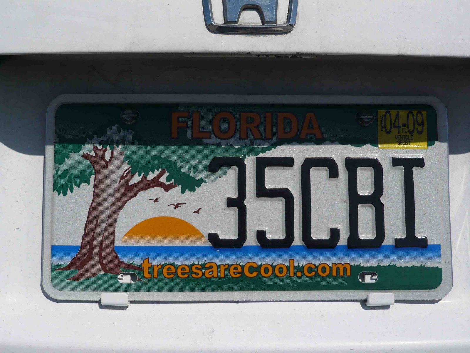 [Florida+trees+are+cool.jpg]