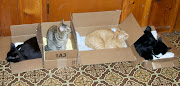 Okay, Cats, LINE UP, PICK A BOX!