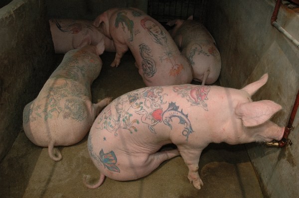 Pig Tattoos