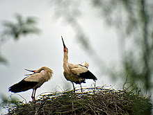 Weißstorchpaar- Gemeinsam   im Nest