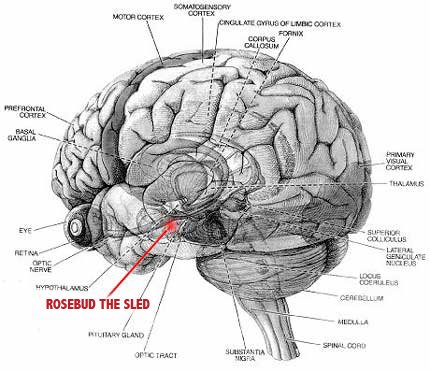 Rosebud the sled, as hip as your hypothalamus.