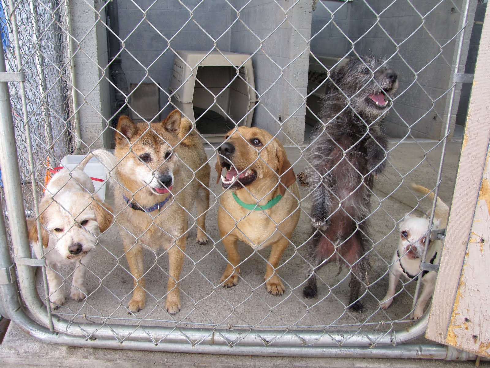 Selecting the Right Rescue Dog from a Shelter