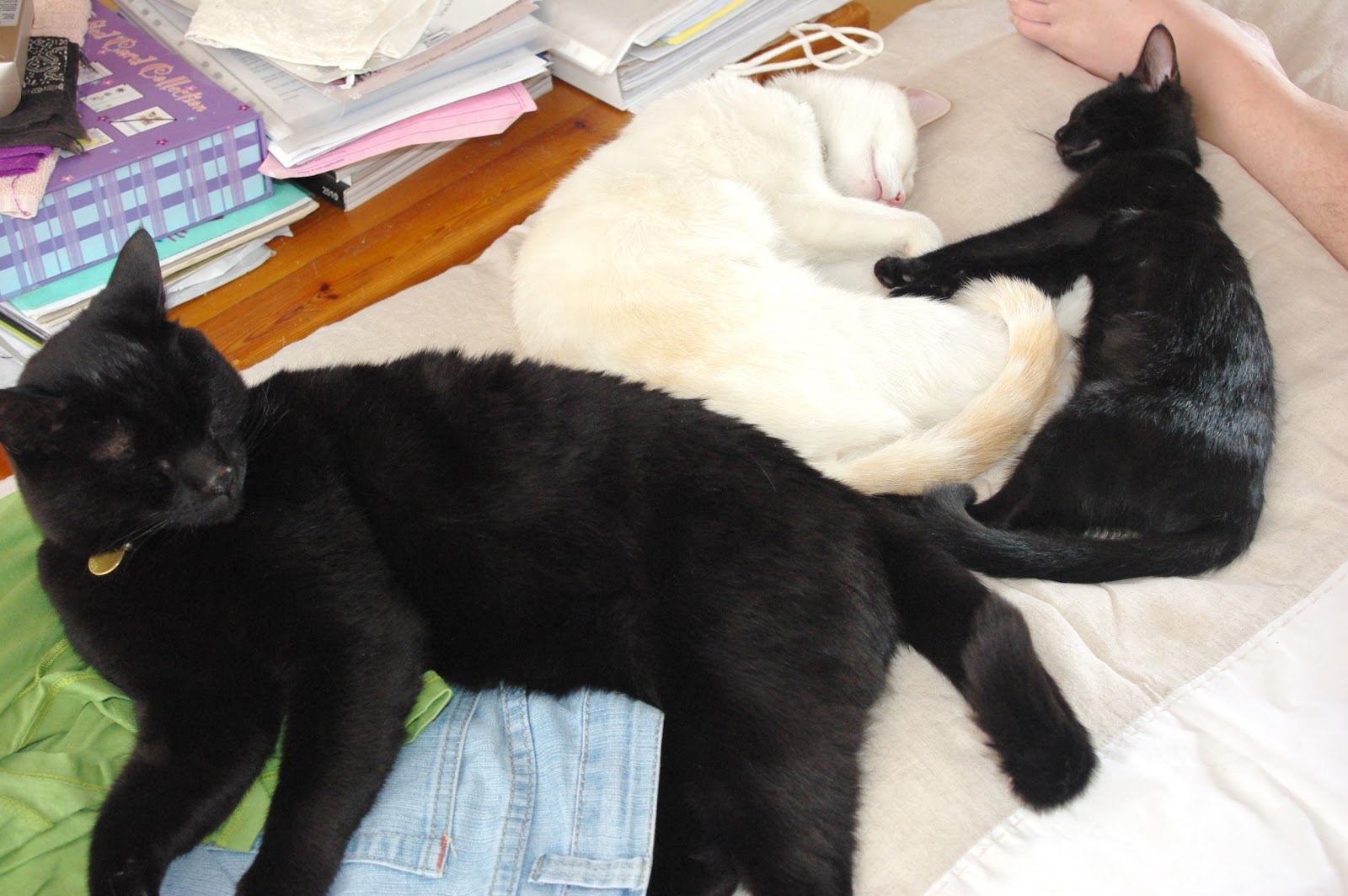 A Clowder of Cats! | Conradie Zoo