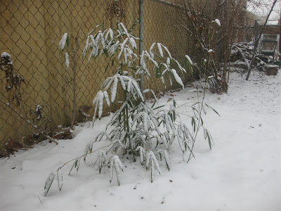 bamboo growing in snow, cold climate, hearty bamboo, winter bamboo growing in snow, cold climate, hearty bamboo, winter
