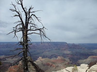 grand canyon, dead tree view, color rocks grand canyon, dead tree view, color rocks