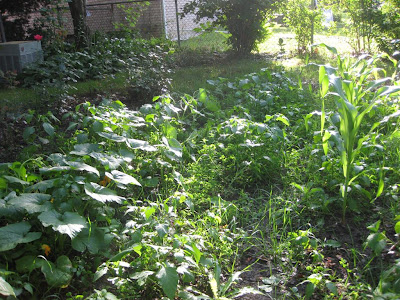 backyard garden, vegetables, weeds, michigan, how to grow backyard garden, vegetables, weeds, michigan, how to grow