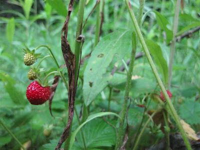 wild strawberries, pennsylvania, by the side of the road