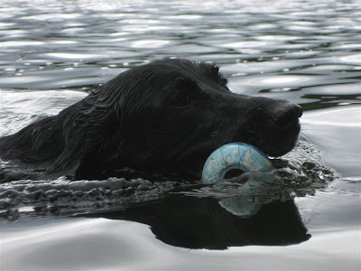 lab swimming with kong, toy, retreiving