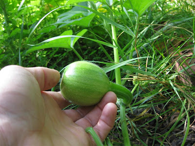gourd in backyard garden, growing on vine, green