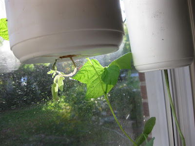 tomato seedling, grow upside down in window tomato seedling, grow upside down in window