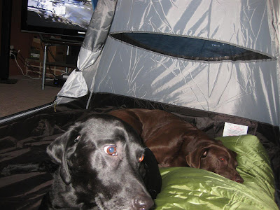 dogs sleeping in the tent, labs
