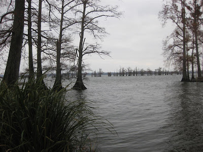 state park tennessee, lake shore, stumps, i-40 state park tennessee, lake shore, stumps, i-40
